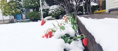 Iškritęs sniegas – iššūkis augalijai, nemalonumai žmonėms