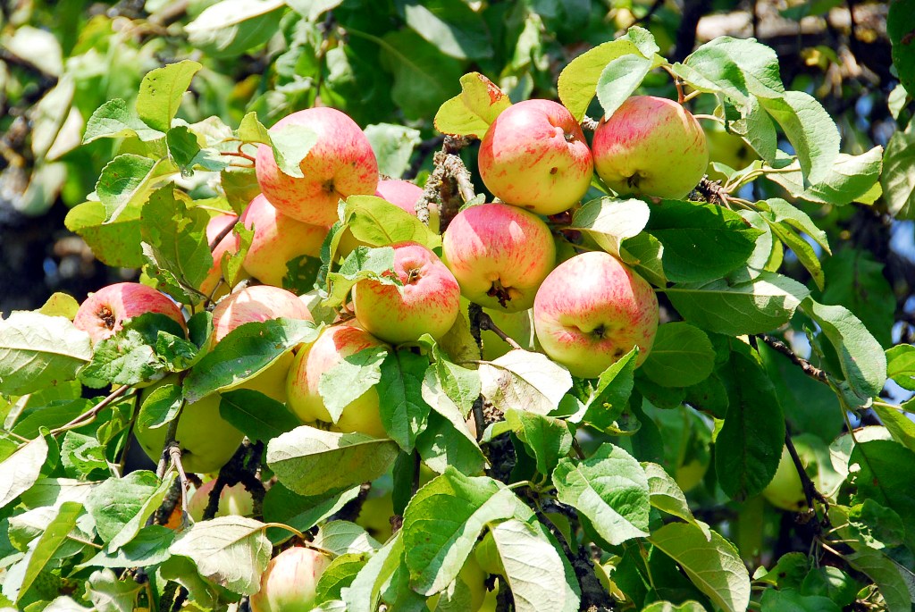 Prastas obuolių derlius kainų dar nepakėlė