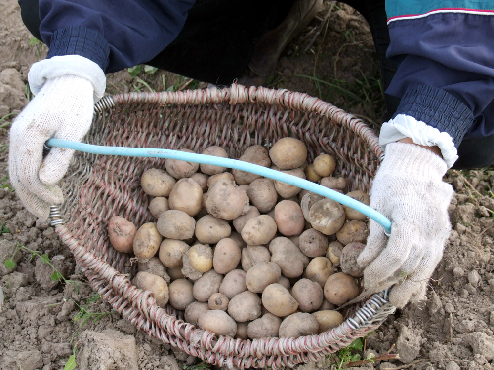 Bulvių derliaus rekordų nelaukiama