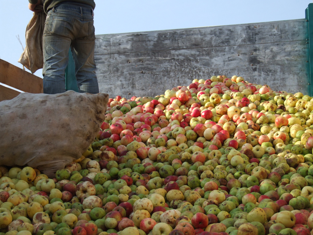 Obuolių supirkimo kainos padidėjo dvigubai
