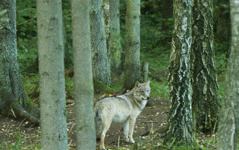 Siūloma nustatyti 282-iejų vilkų sumedžiojimo limitą