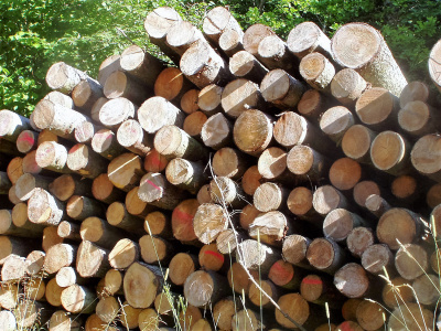 Šiuo metu Valstybinių miškų urėdija medienos ruošos darbus koncentruoja vėjavartoms sutvarkyti.