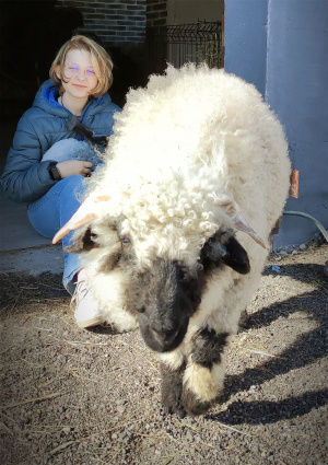 Giedrės ir Gedimino Pupšių šeimos archyvo nuotr. Vilko grobiu tapo šeimos verslo įmonės „Litwool“ numylėtinis – retos veislės dresuotas avinas.