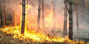 Miškininkai įspėja: žolės deginimas – pagrindinė miško gaisrų priežastis