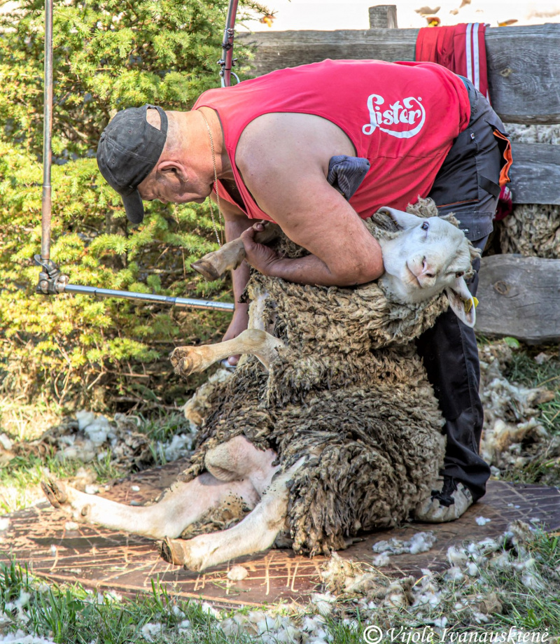 Vijolės Ivanauskienės nuotr. Ne pirmą kartą kerpamos avys šios procedūros nebijo.