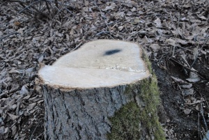 Nupjovė medžius