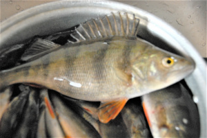 Nuo lapkričio 1 d. gyvomis žuvimis prekiauti draudžiama