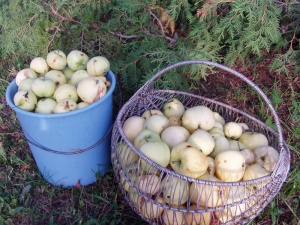 Autorės nuotr. Sodininkai sako, kad obuoliai nuo sausros mažesni.