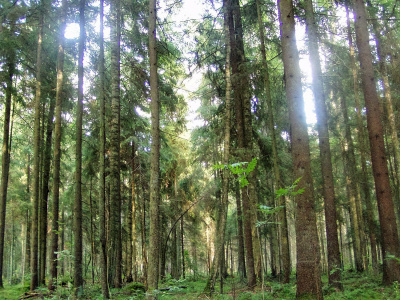 „Sengirės fondas“ kviečia saugoti miškus