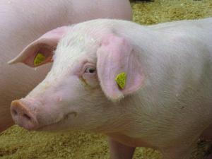 Atnaujinama prekyba gyvomis kiaulėmis su Lenkija