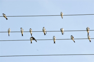 Šie paukščiai Lietuvoje pasirodo gegužę.