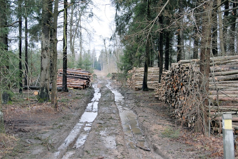 Norint pasiekti savo valdas, miško savininkams kyla problemų.