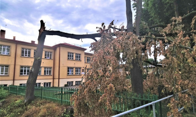 Tokios būklės medis prie mokyklos – nuo vidurvasario.  Gedimino Nemunaičio nuotr.