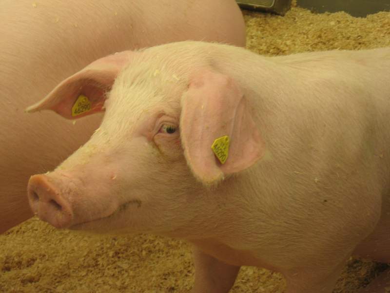 Galvosūkis kiaulių augintojams – ieškoti ar ne alternatyvų