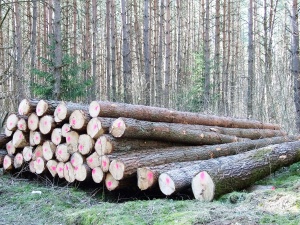 Didmeninė prekyba valstybiniuose miškuose pagaminta mediena ir miško kirtimo liekanomis bus vykdoma per elektroninę sistemą organizuojant aukcionus. Gedimino Nemunaičio nuotr.