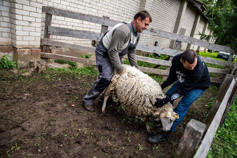 Avių kirpimas – daugeliui nematytas reginys.  Organizatorių nuotr.
