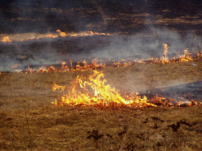 Žolės gaisrai kelia pavojų