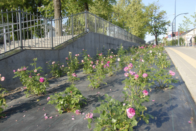 Pernai miesto centre įrengtą rožyną teko naikinti