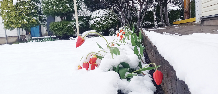 Žydinčias tulpes apklojo sniegas.  Gedimino Nemunaičio nuotr.