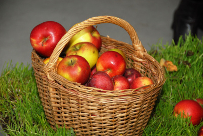 Obuolių sulčių spaudimo sezonas – vėlyvas ir prastas
