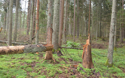 Mažyčiai kenkėjai miškams gali pridaryti didžiulių nuostolių.