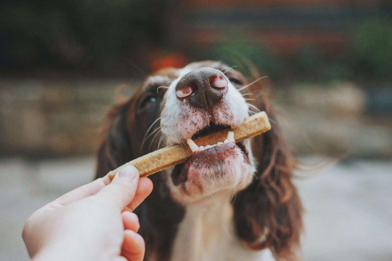 Kokybiškas šunų maistas – kaip pasirinkti ir ko vengti?