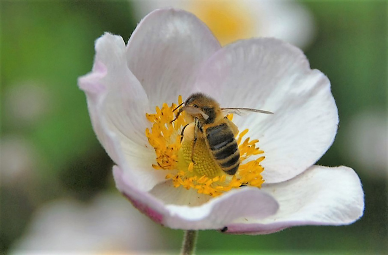 Bitės – naudingi vabzdžiai. Jei tik nenutaria įsikurti jūsų palangėje.