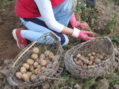 Rajono ūkininkai bulvių augina negausiai