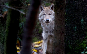 Šio sezono metu Lietuvoje sumedžiota 190 vilkų.  Aplinkos ministerijos nuotr.