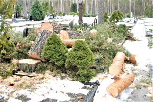 Išpjautų medžių dalys paliktos tiesiog ant kapaviečių.  Gedimino Nemunaičio nuotr.