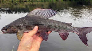 Kiršlys – viena gražiausių žuvų Lietuvoje.