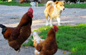 Viščiukus pražudė palaidi šunys