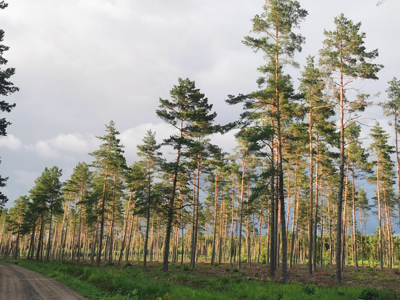 Astos Strazdienės nuotr. Valstybiniai miškai tvarkomi ir ūkininkaujama juose pagal miškotvarkos projektą, kuris parengiamas dešimčiai metų į priekį.