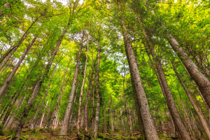 Koks yra miškų supirkimo procesas?