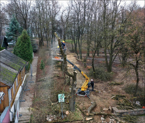 Dainiaus Vyto nuotr. Medžių pjovėjai darbų ėmėsi parke.