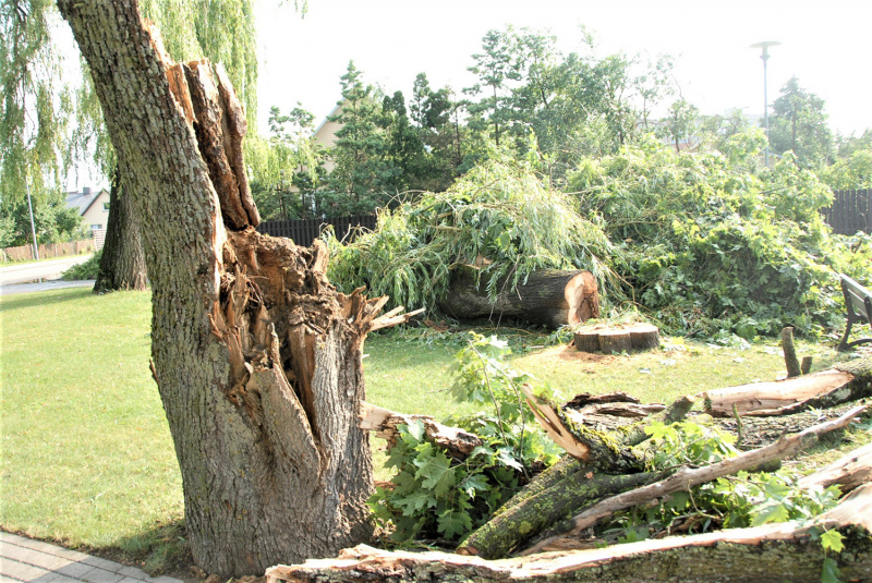 Kai kurie medžiai po audros nukentėjo itin smarkiai.  Gedimino Nemunaičio nuotr.