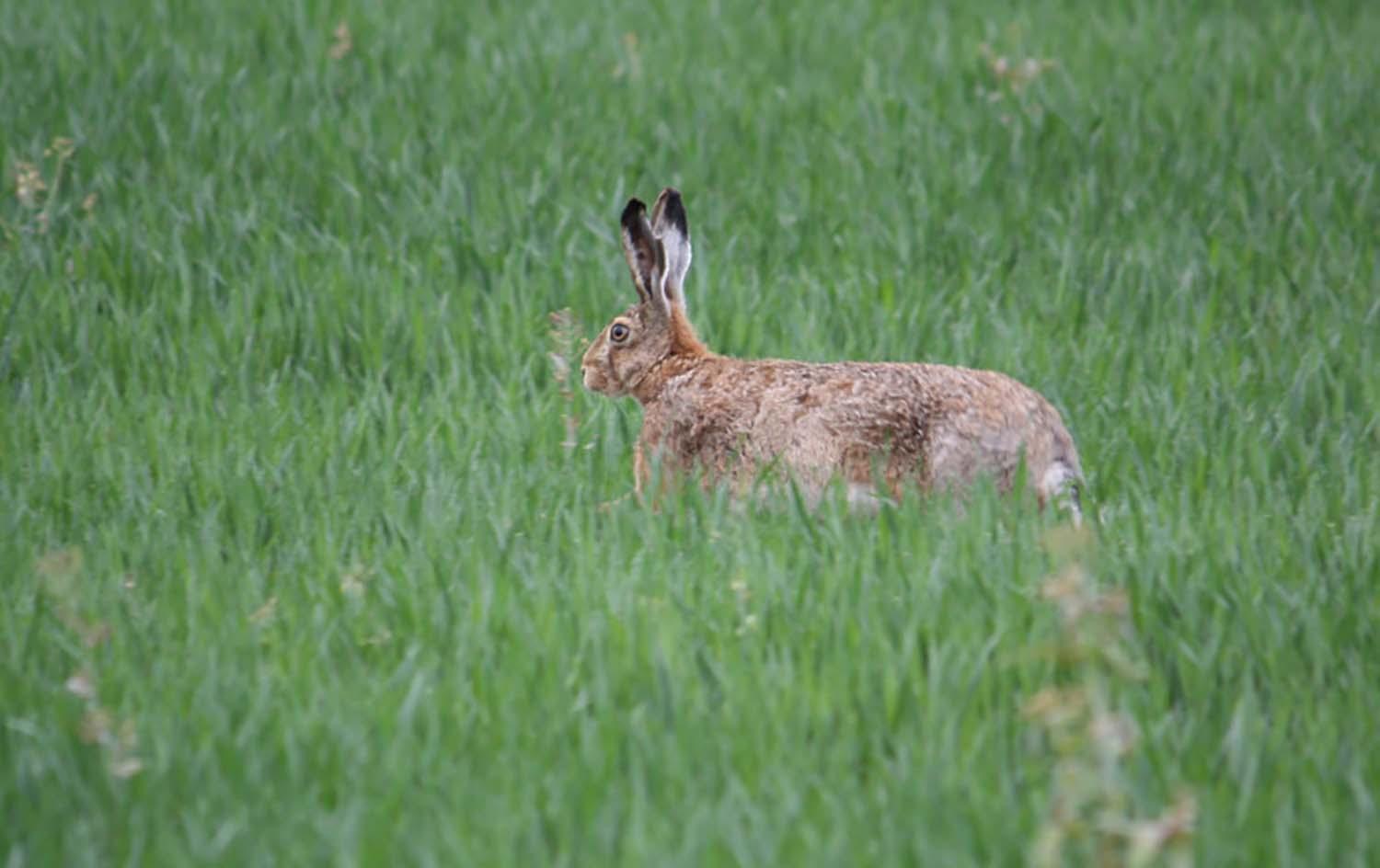 2023-ieji – Triušio metai. O ką žinote apie jo giminaitį kiškį? /