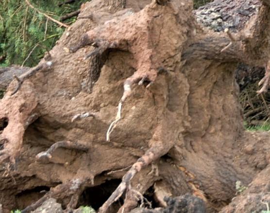 Ant kelių virto medžiai /