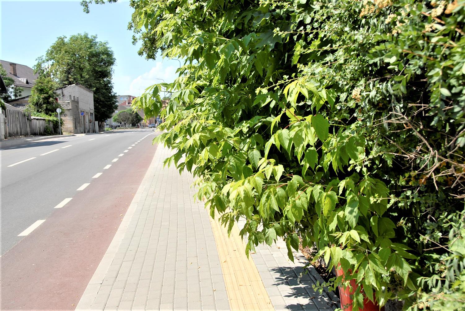 Aplinkos priežiūrai – naujas konkursas /