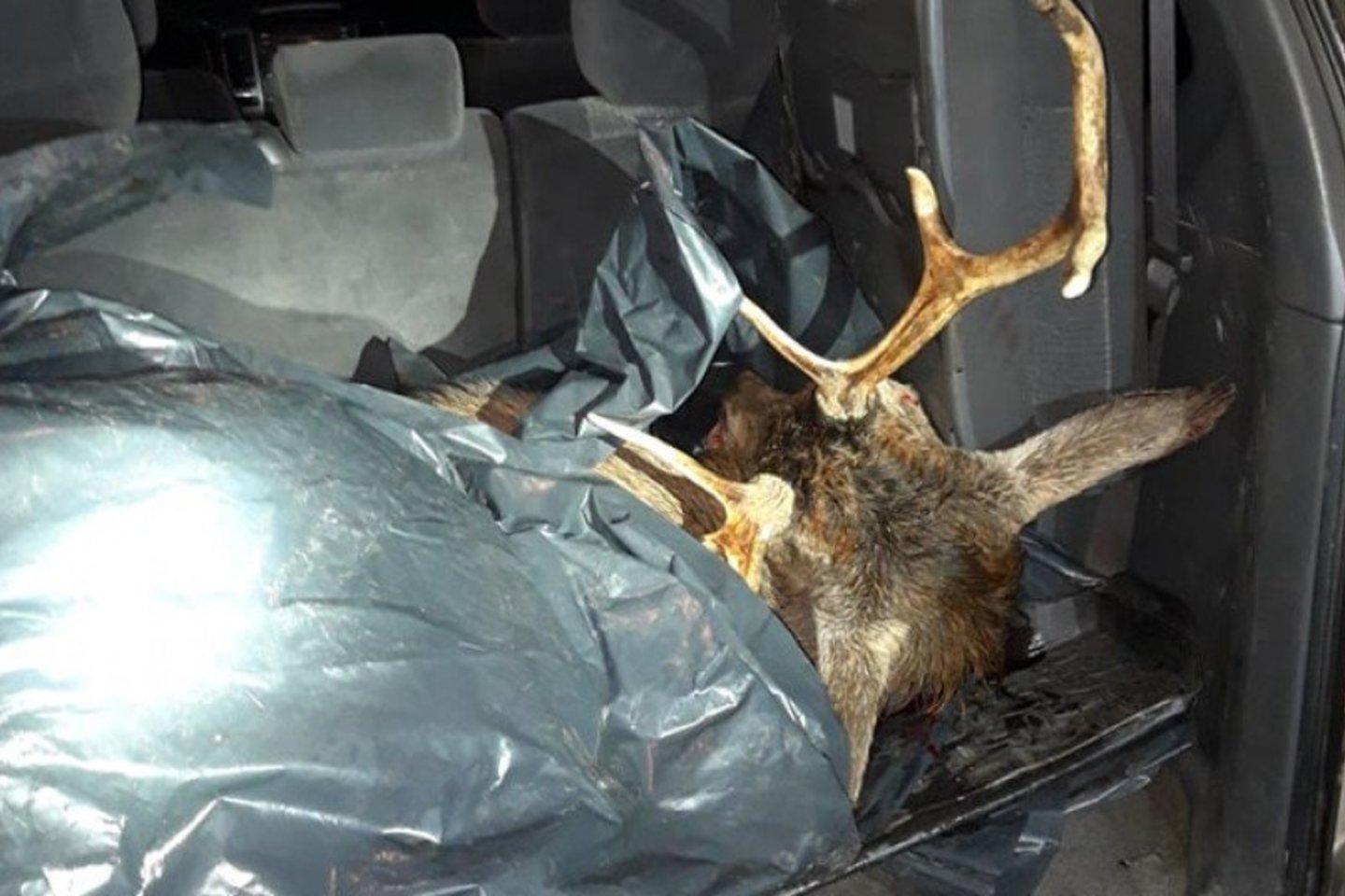 Aplinkosaugininkai sulaikė taurųjį elnią neteisėtai sumedžiojusius asmenis /