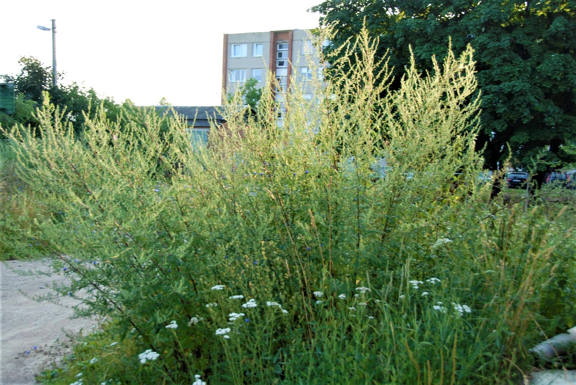 Apsileidėliams baudų neskiria /