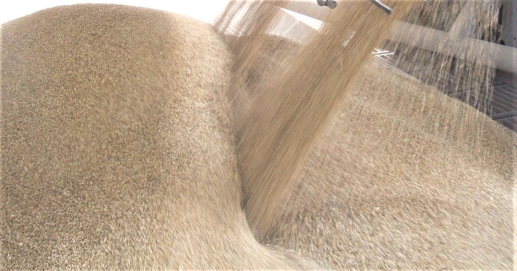 Apvirto grūdus vežęs traktorius /