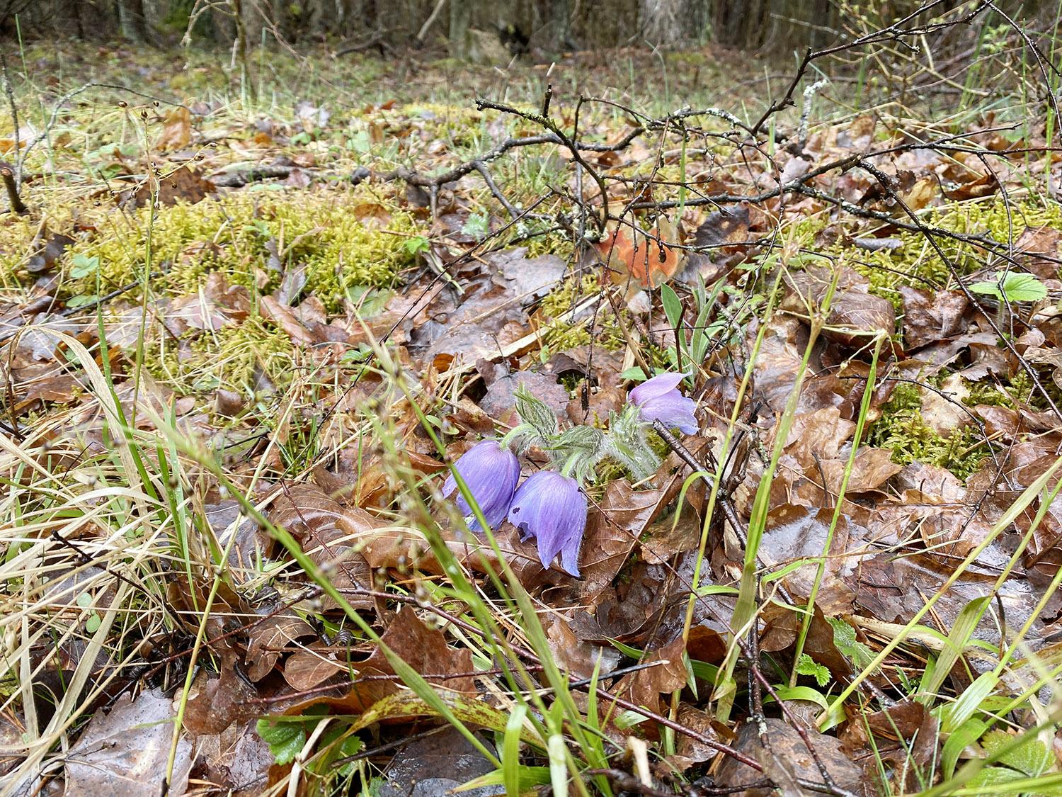 Ar padės saugomas augalas išsaugoti mišką? / Vėjalandė šilagėlė – saugomas augalas.