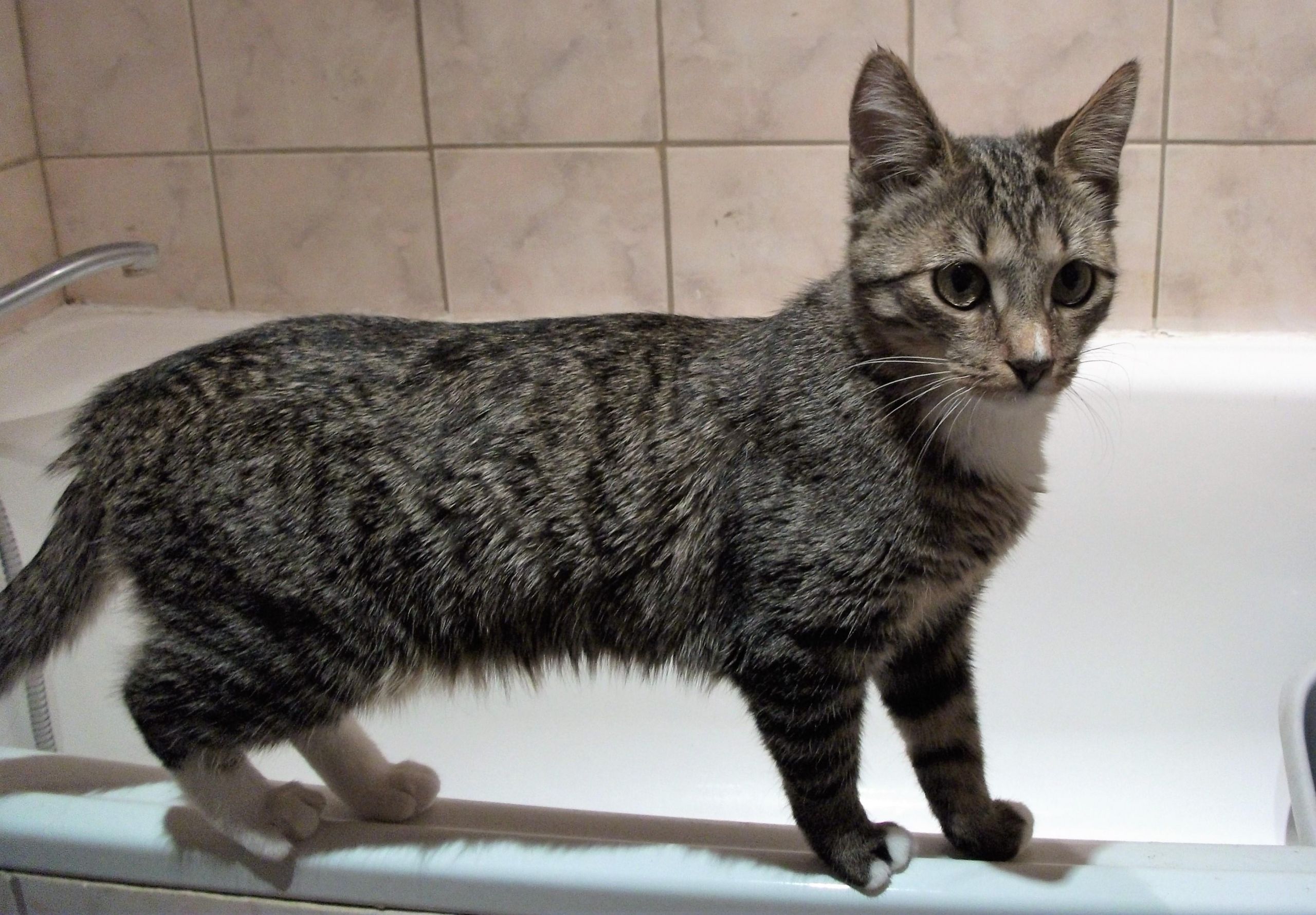 Atliekant kapitalinio remonto darbus reikalingas projektas /