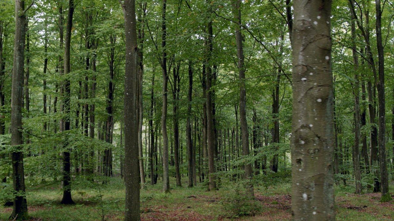 Atraskite partnerius