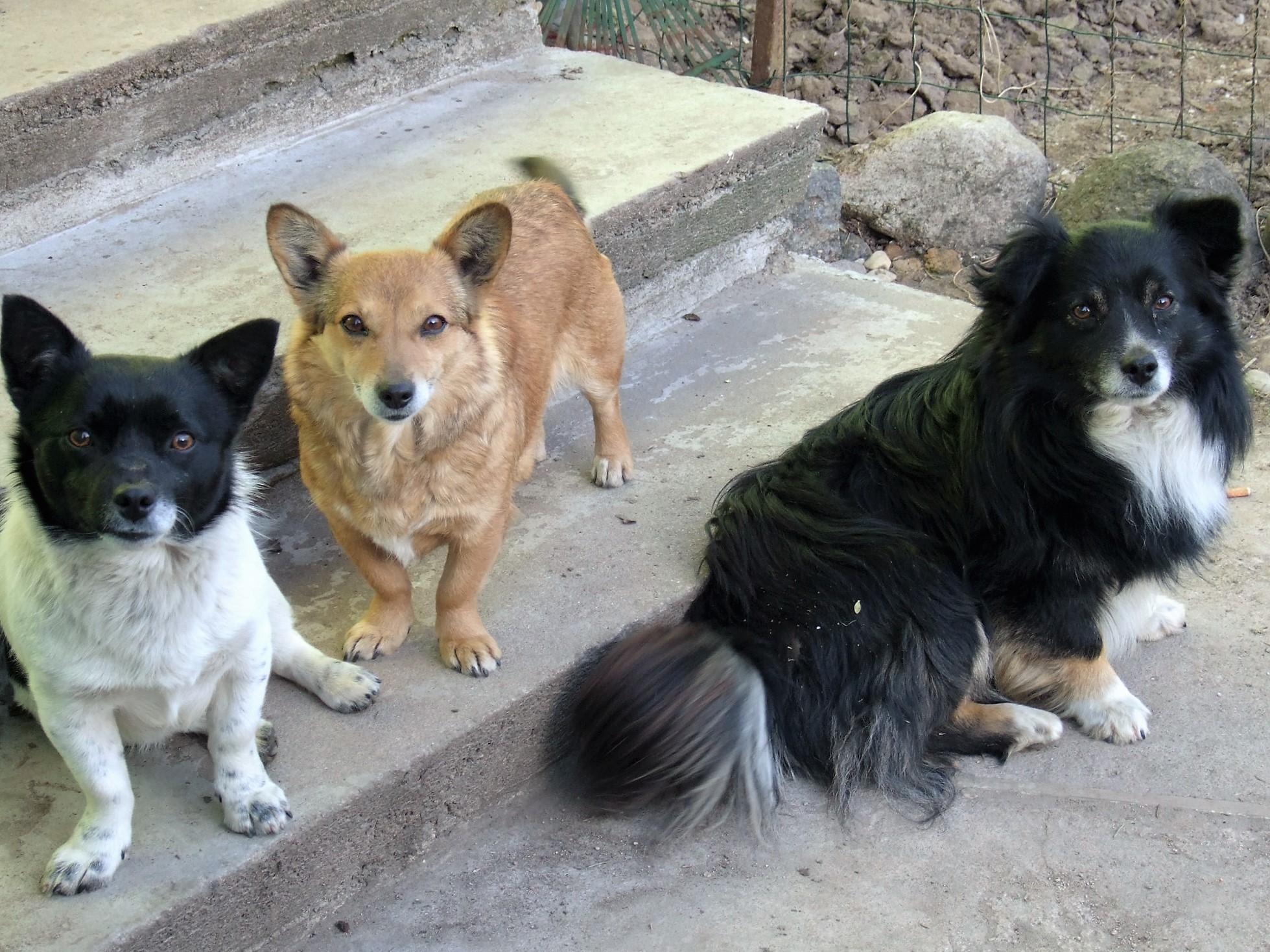 Augintiniais turi pasirūpinti paveldėtojai /