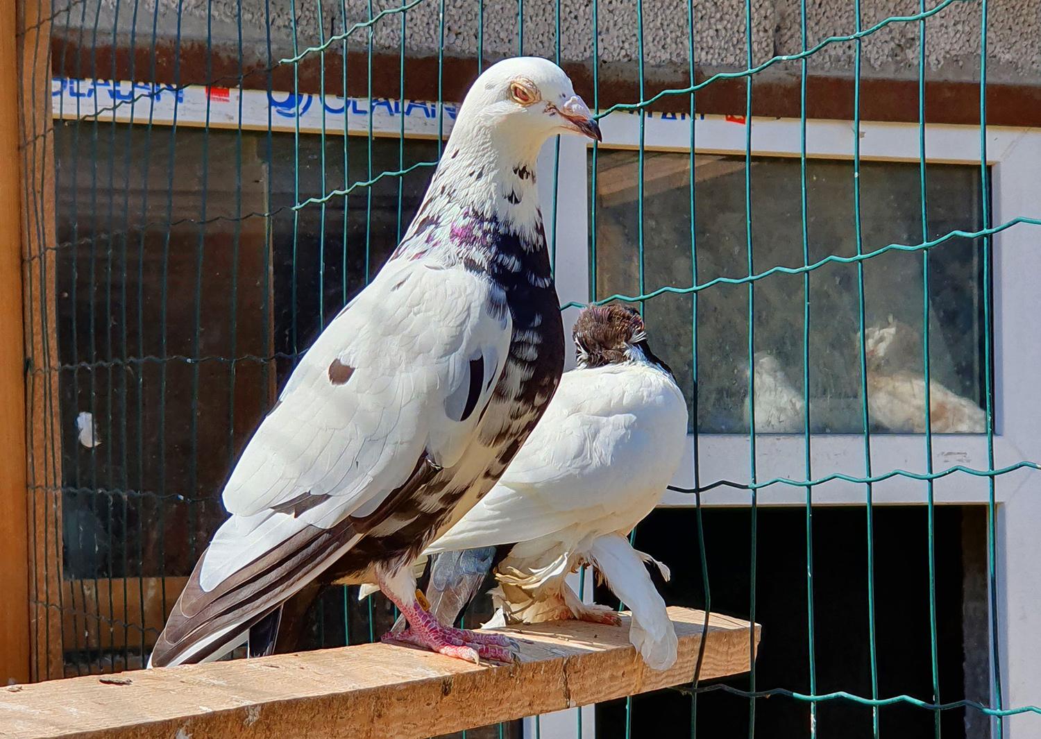 Balandžio simboliui įtvirtinti savivaldybė įrengs balandinę / Planuose – mieste įrengti balandinę.