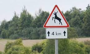 Bandė išvengti susidūrimo su stirna /