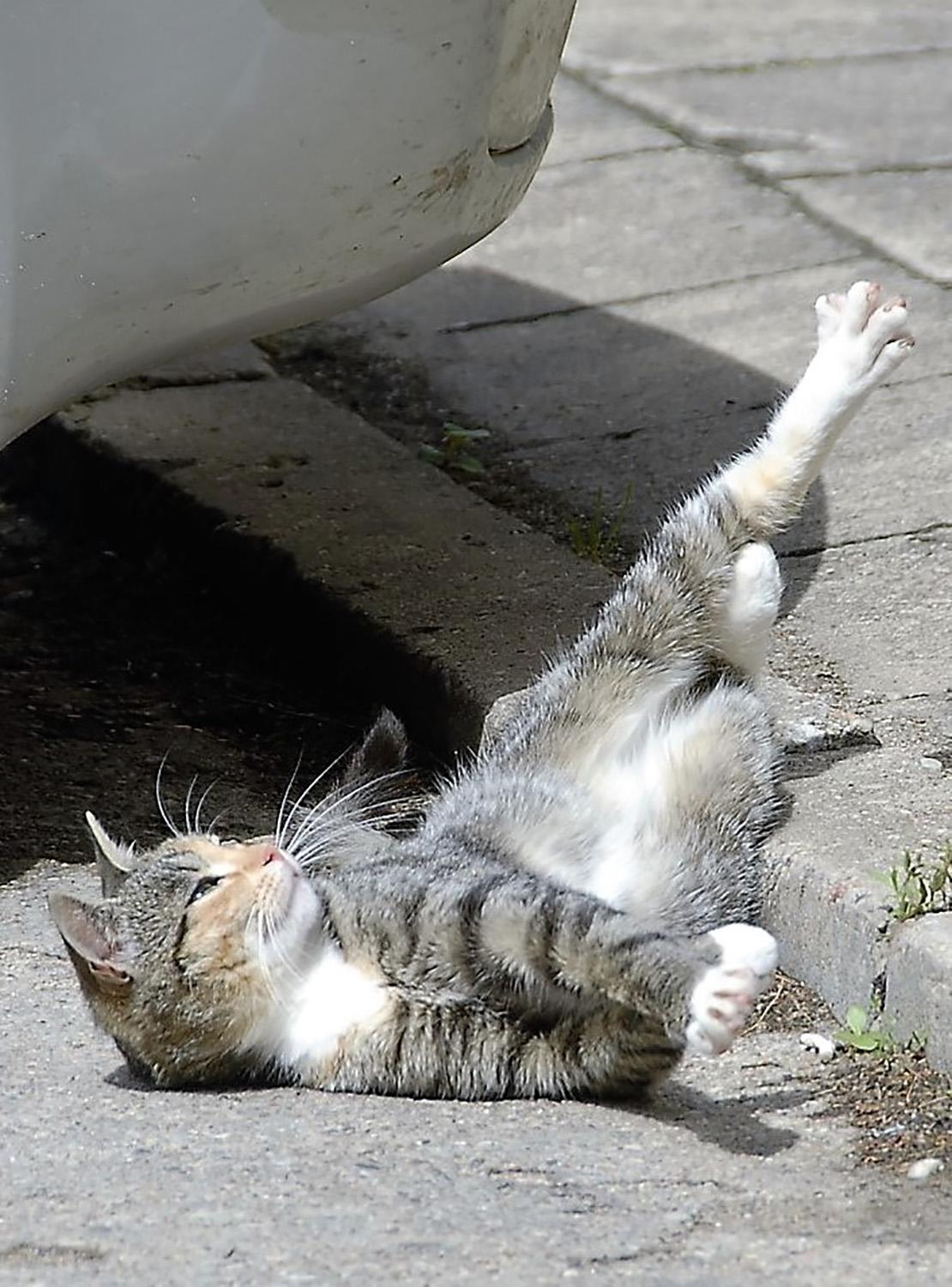 Beglobiai gyvūnai savivaldybėje liko be globos / Ukmergėje iškilo beglobių gyvūnų problema.