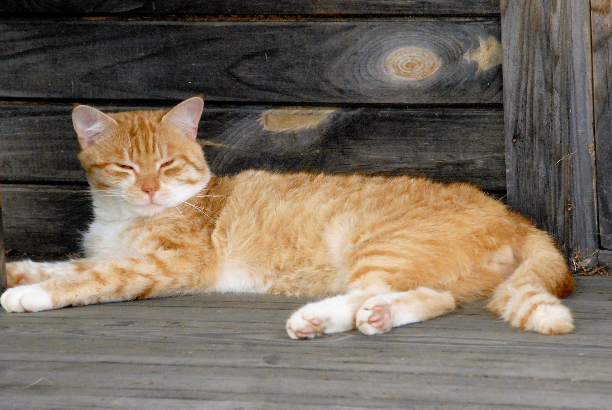 Beglobių kačių gaudymo paslaugos neteikia /